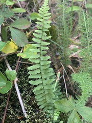 Asplenium platyneuron