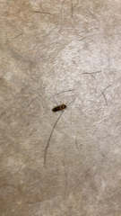 Aeolus mellillus