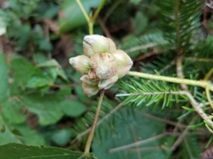 Ampelomyia vitiscoryloides