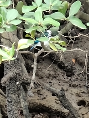 Todiramphus sordidus