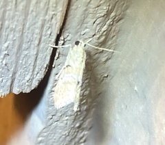 Pyraloidea