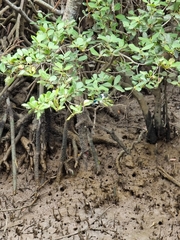 Todiramphus sordidus