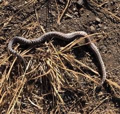 Pituophis catenifer catenifer
