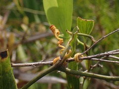 Cassytha filiformis