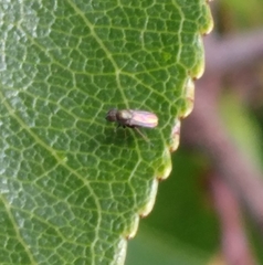 Milichiidae