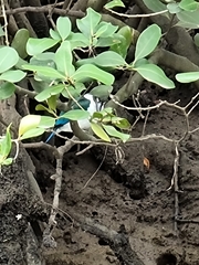 Todiramphus sordidus