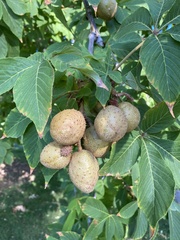 Aesculus glabra