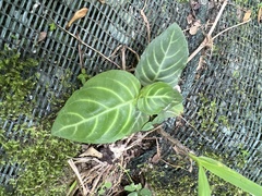 Lepidagathis inaequalis