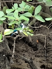 Todiramphus sordidus