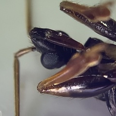 Rasahus biguttatus
