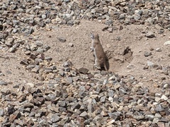 Xerospermophilus tereticaudus