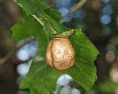 Amphibolips confluenta