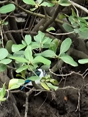 Todiramphus sordidus