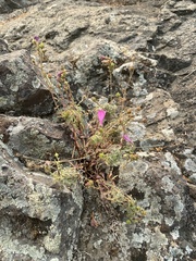 Penstemon richardsonii