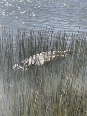 Acipenser transmontanus