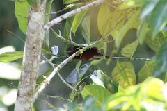 Ramphocelus carbo