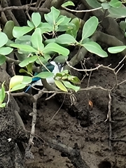 Todiramphus sordidus