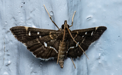 Diathrausta harlequinalis
