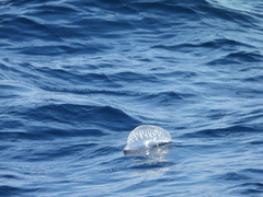 Physalia physalis