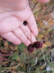 Sanguisorba officinalis