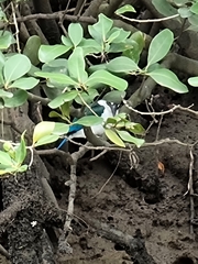 Todiramphus sordidus