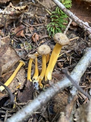 Craterellus tubaeformis