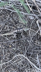 Sceloporus magister