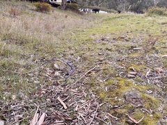 Pseudechis porphyriacus