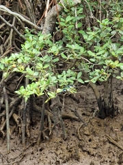 Todiramphus sordidus