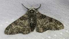 Biston betularia
