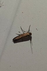 Elasmopalpus lignosella