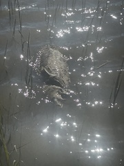 Acipenser transmontanus