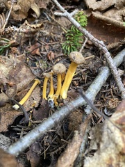 Craterellus tubaeformis