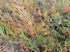 Sanguisorba officinalis