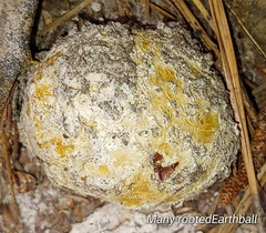 Scleroderma polyrhizum