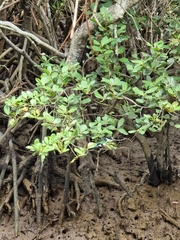 Todiramphus sordidus