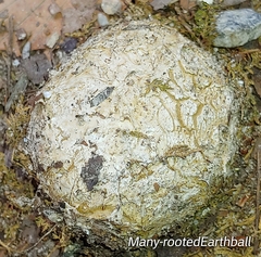 Scleroderma polyrhizum
