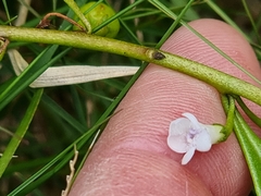 Myoporum acuminatum