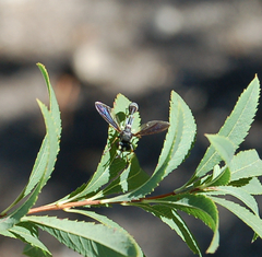 Physocephala tibialis