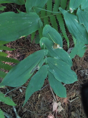 Uvularia grandiflora