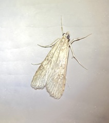 Nomophila nearctica
