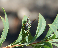 Physocephala tibialis