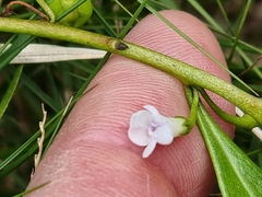 Myoporum acuminatum