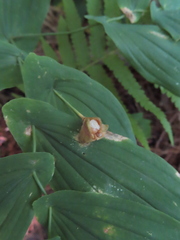 Uvularia grandiflora
