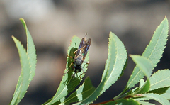 Physocephala tibialis