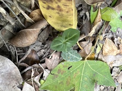 Lepidagathis inaequalis