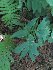 Uvularia grandiflora