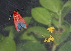 Phauda flammans