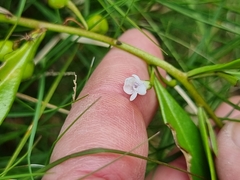 Myoporum acuminatum