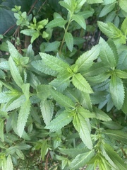 Haloragis erecta erecta